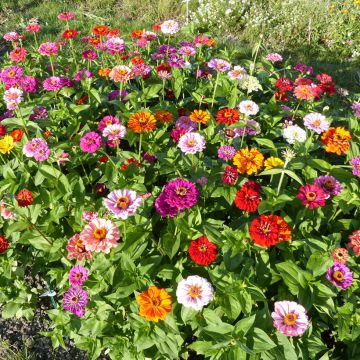 Isotsinnia (siemenet) - Zinnia x elegans