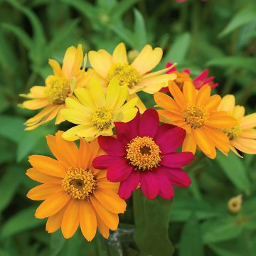 Isotsinnia Pinwheel Mix (siemenet)