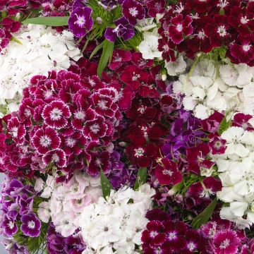 Harjaneilikka Hollandia Purple Crown (siemenet)
