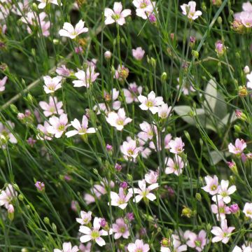 Kalliokehtoneilikka (siemenet) - Petrorhagia saxifraga
