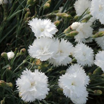 Tarhaneilikka Albus Plenus (siemenet)