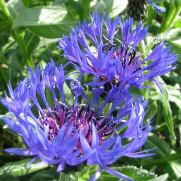 Vuorikaunokki (siemenet) - Centaurea montana