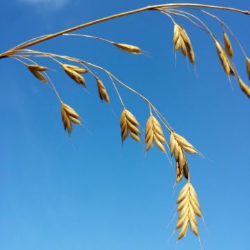 Ruiskattara (siemenet) - Bromus secalinus