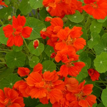 Köynnöskrassi Whirlybird Orange (siemenet)