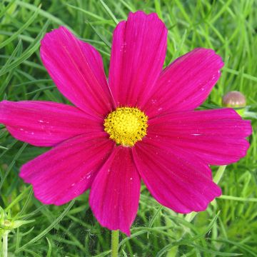 Kosmoskukka Sonata Carmine (Royal Dwarf Carmine) (siemenet)