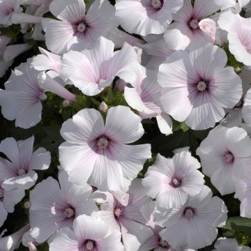 Kesämalvikki New Dwarf Pink Blush (siemenet)