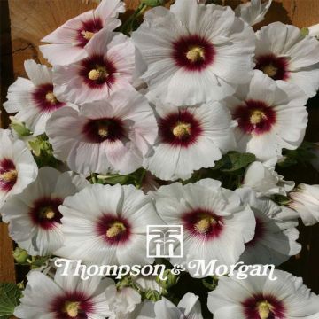 Tarhasalkoruusu Halo Blossom (siemenet)