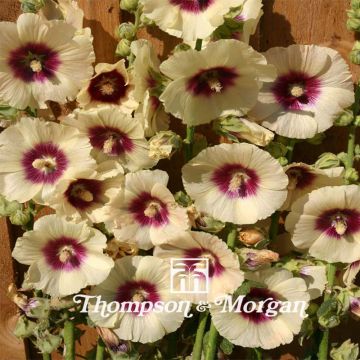 Tarhasalkoruusu Halo Cream (siemenet)