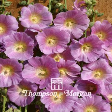 Tarhasalkoruusu Halo Pink (siemenet)