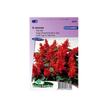 Tulisalvia St John' s Fire (siemenet)