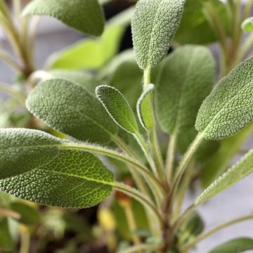 Ryytisalvia (siemenet) - Salvia officinalis