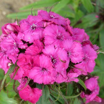Harjaneilikka Etournelle Rose (siemenet)