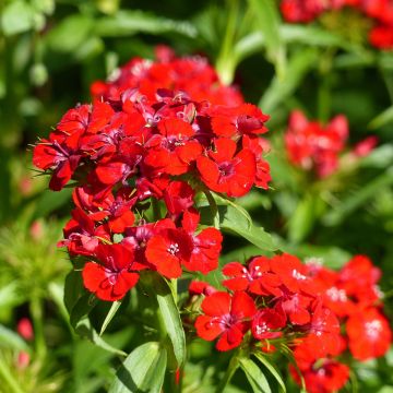 Harjaneilikka Etournelle Scarlet (siemenet)