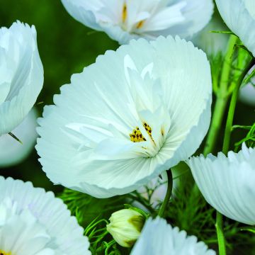 Kosmoskukka Cupcakes White (siemenet)