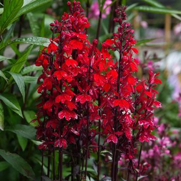 Tarhalobelia Fan Scarlet (siemenet)