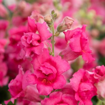 Leijonankita Sweet Duet Rose Shades (siemenet)