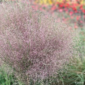 Muhlenbergia reverchonii Rosy (siemenet)