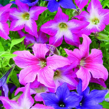 Tarhapetunia Sparklers (siemenet)