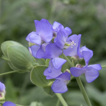 Kultalinnunherne Lord Anson's Pea (siemenet)