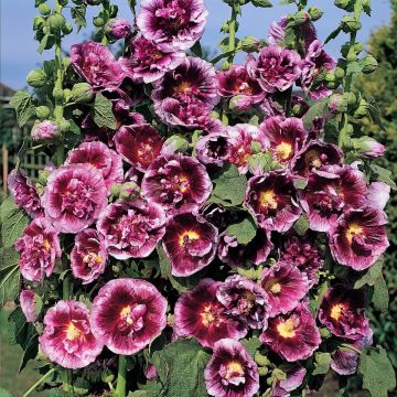 Tarhasalkoruusu Crème de cassis (siemenet)