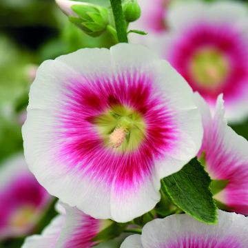 Tarhasalkoruusu Halo Blush (siemenet)