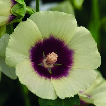 Tarhasalkoruusu Halo Cream (siemenet)