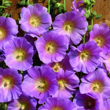 Tarhasalkoruusu Halo Pink (siemenet)