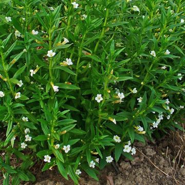 Rohtokuntio - Gratiola officinalis