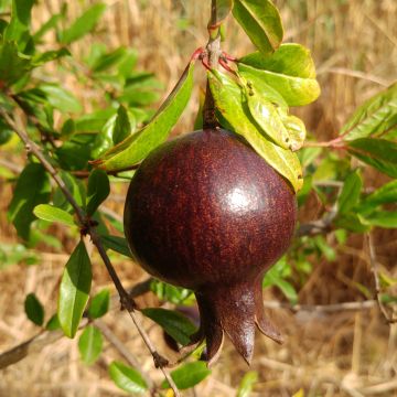 Granaattiomena Asmar