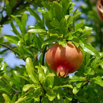 Granaattiomena Lyubimy Favorite