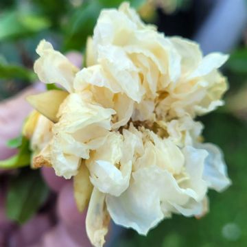 Granaattiomena Alba Plena