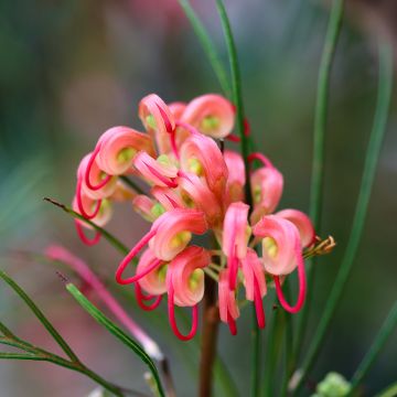 Silkkipuu - Grevillea johnsonii