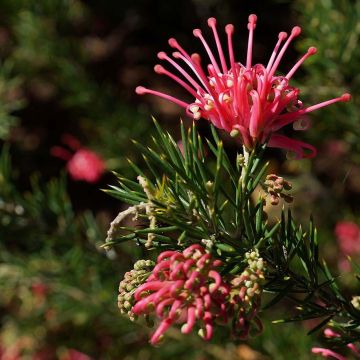 Silkkipuu - Grevillea juniperina