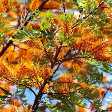 Kultasilkkipuu - Grevillea robusta