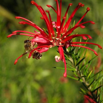 Silkkipuu Clearview David - Grevillea rosmarinifolia