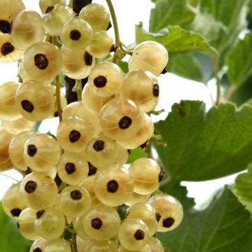 Punaherukka Ribest Blanchette