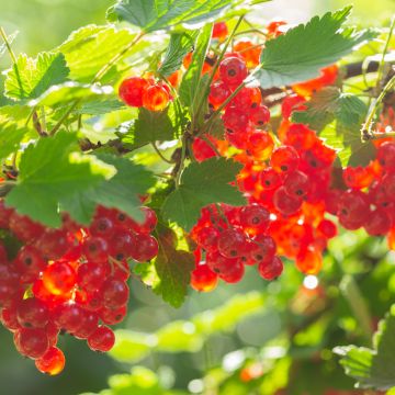 Punaherukka - Ribes rubrum