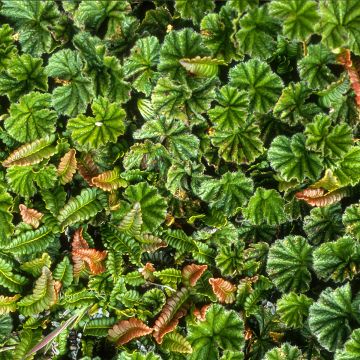 Rönsygunnera - Gunnera magellanica