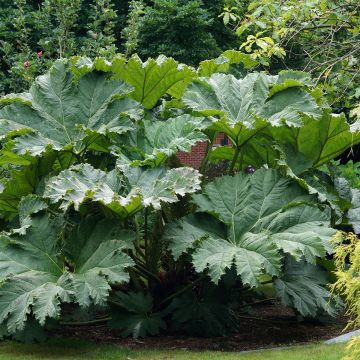 Jättigunnera - Gunnera manicata