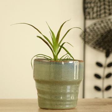 Timanttiananas Calypso