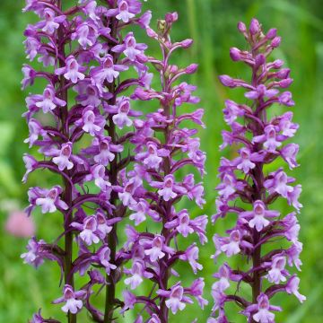 Punakirkiruoho - Gymnadenia conopsea