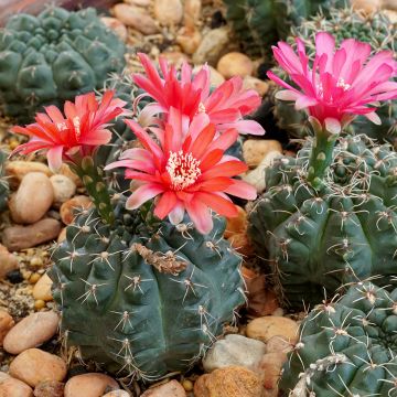 Gymnocalycium baldianum