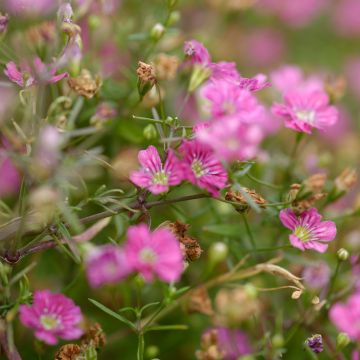 Mätäsharso Rosa Schönheit