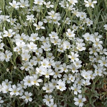 Mätäsharso Alba