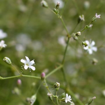 Harso - Gypsophila pacifica