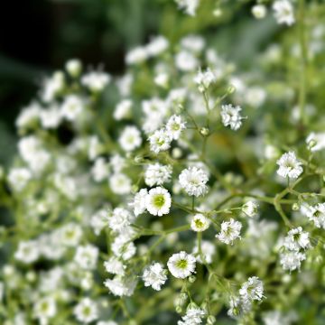 Harsokukka Snow Flake