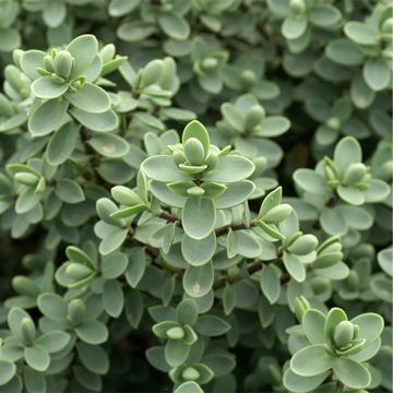 Pensastädyke - Hebe carnulosa