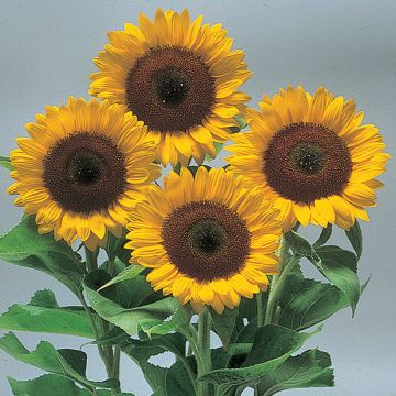 Isoauringonkukka Sunrich Orange F1 (siemenet)