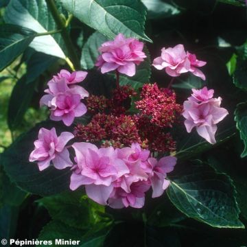 Jalohortensia Etoile Violette