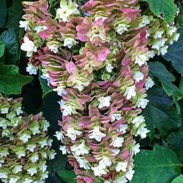 Tammihortensia Snowcicle